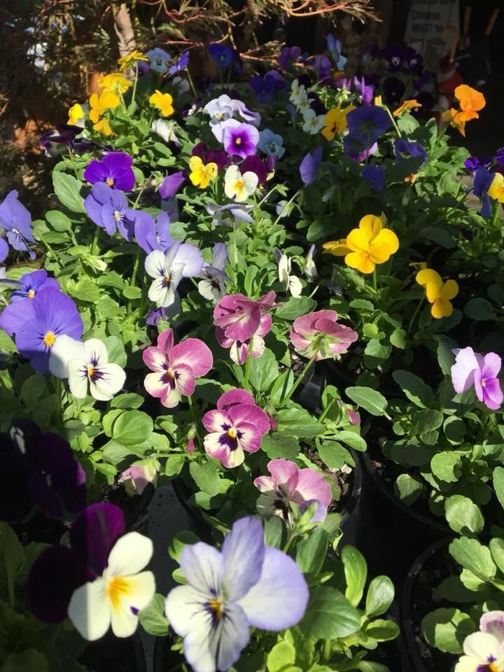 Colourful Pansies in Pots, Including Purple, Yellow, and White Blooms, on Display — Hunter Valley Plant Market in Nulkaba, NSW