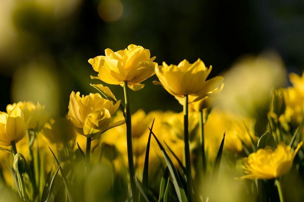 A Field of Yellow Flowers — Hunter Valley Plant Market in Nulkaba, NSW