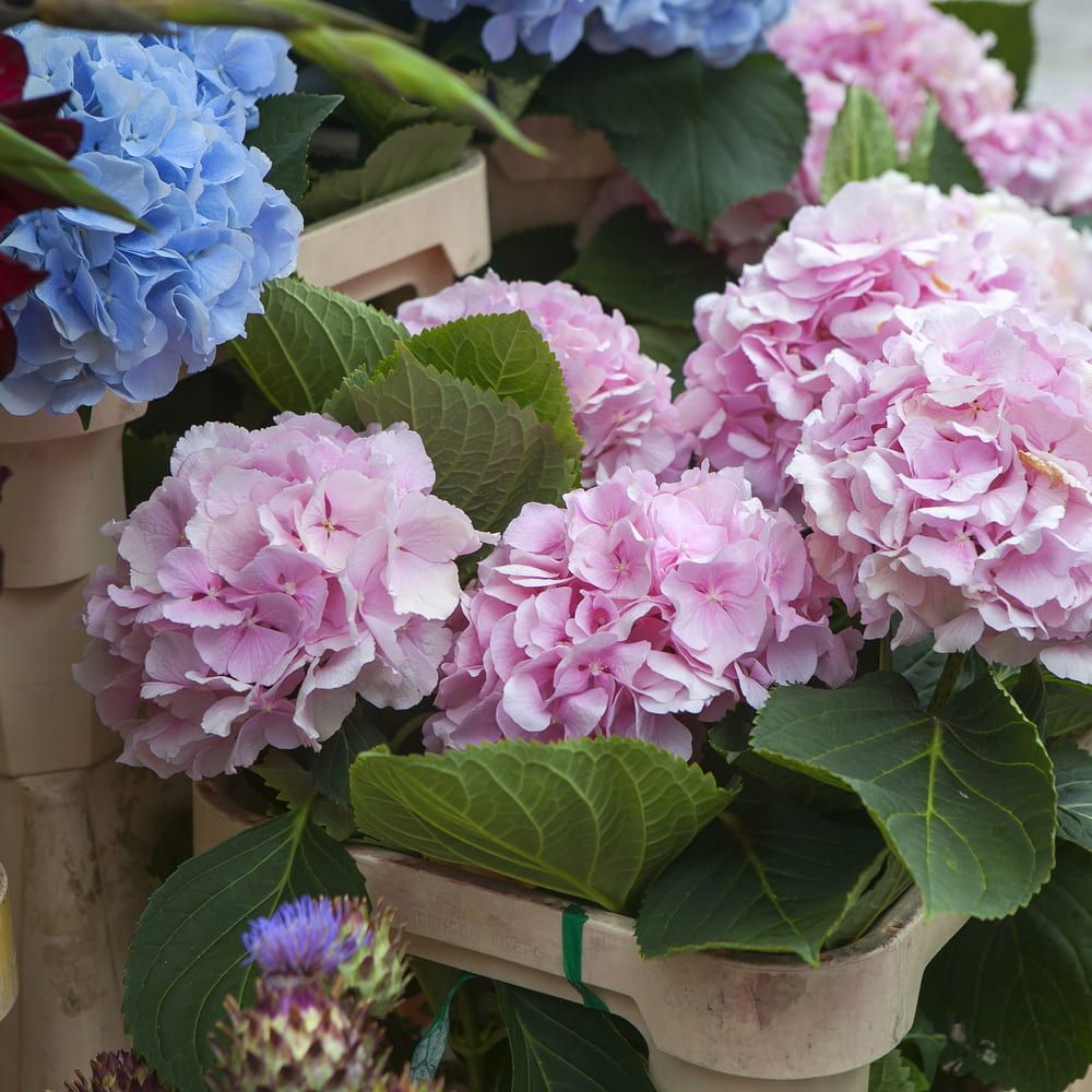 A Bunch of Pink and Blue Flowers with Green Leaves — Hunter Valley Plant Market in Nulkaba, NSW