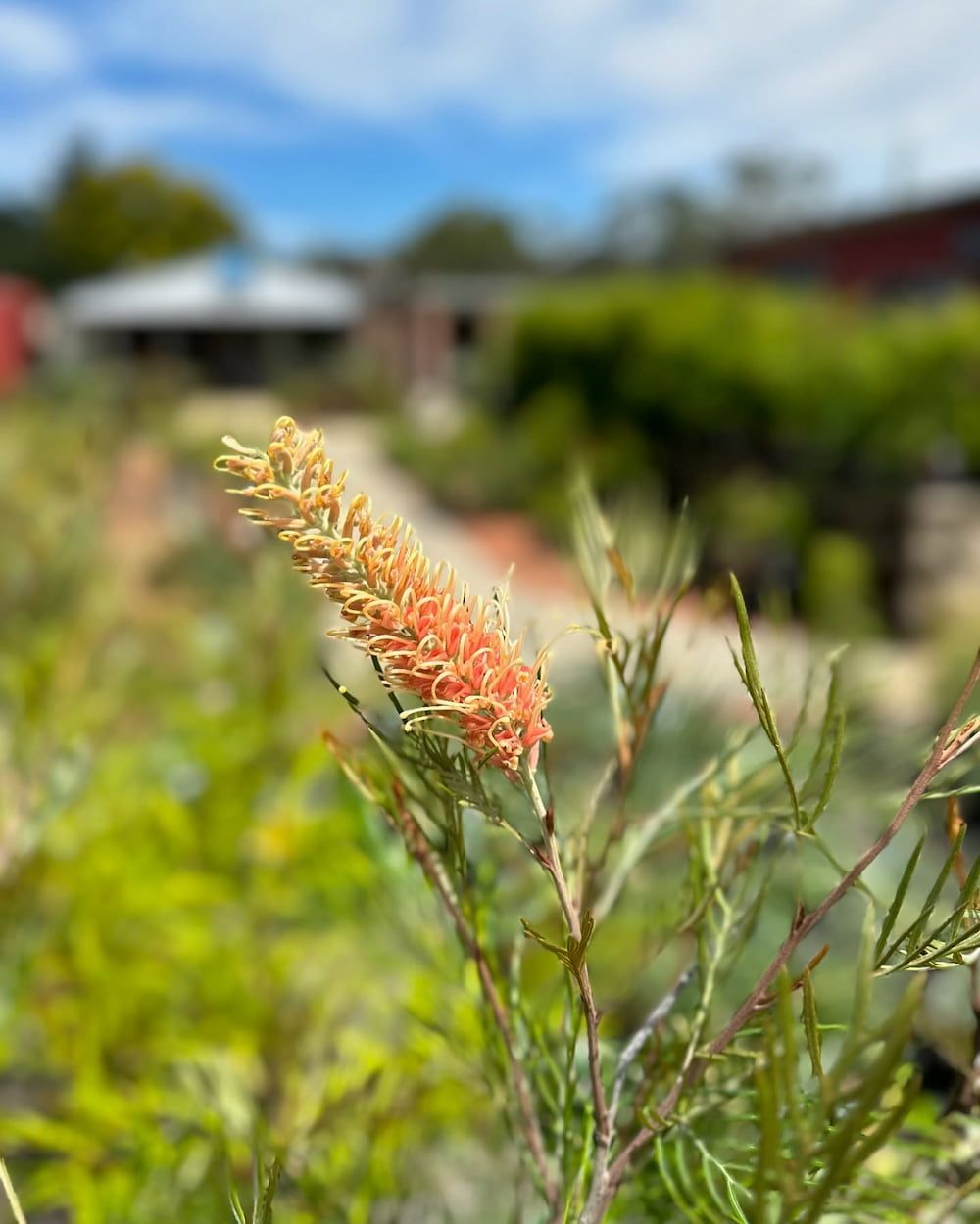 An extreme close-up of a flower in a field— Hunter Valley Plant Market in Nulkaba, NSW