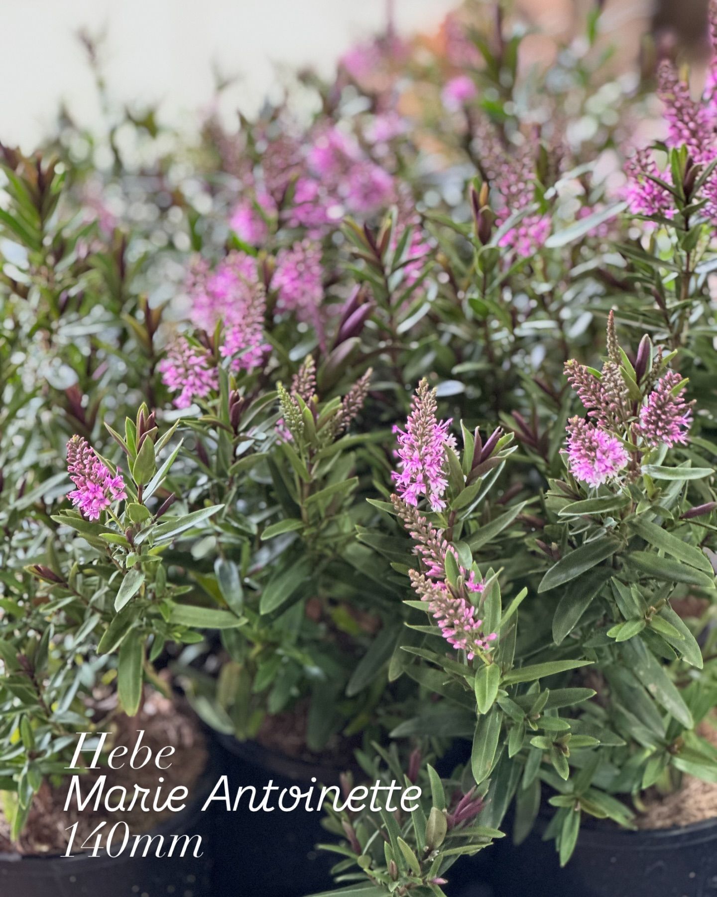 Lavendar flowers in a garden — Hunter Valley Plant Market in Nulkaba, NSW