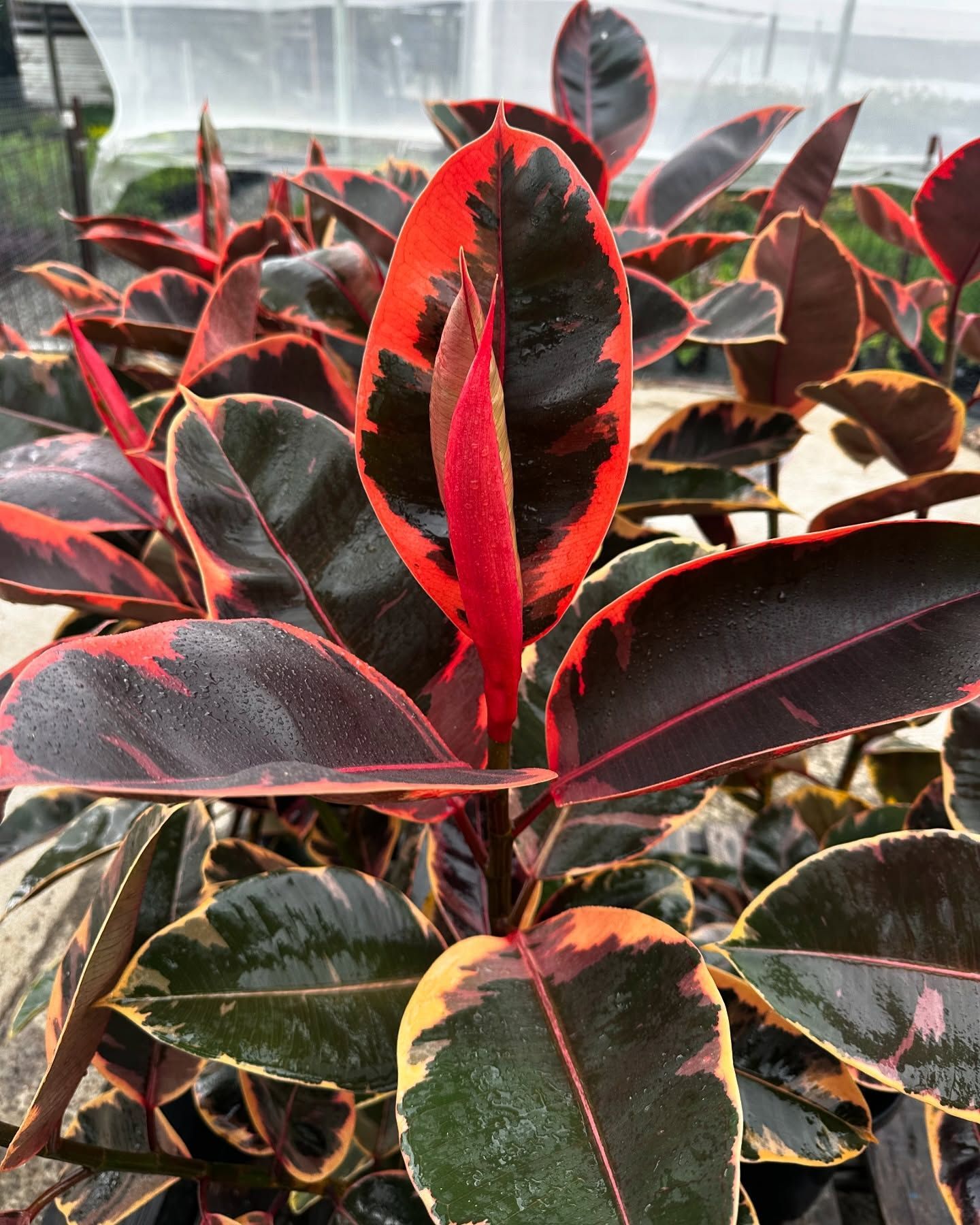 An extreme close up of a red plant in a garden - Hunter Valley Plant Market in Nulkaba, NSW