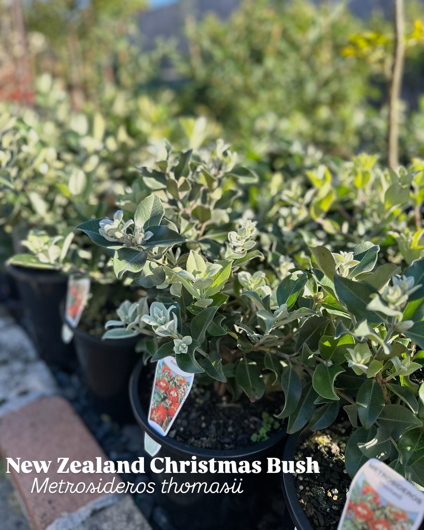Tomato plants are sitting in a garden — Hunter Valley Plant Market in Nulkaba, NSW