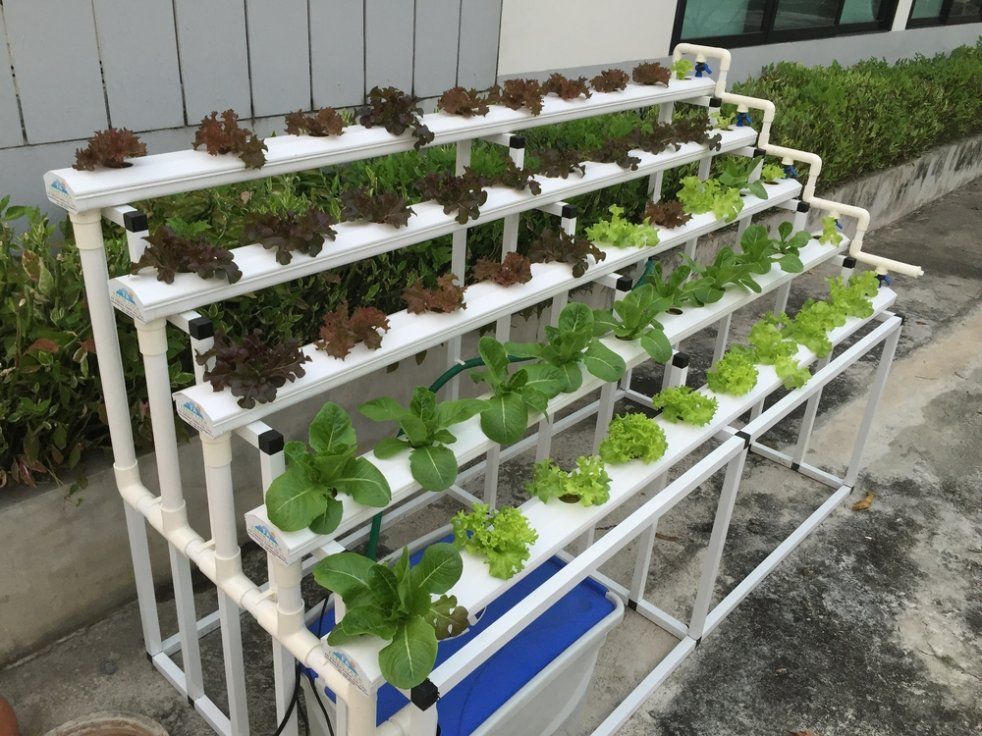 A Row of Shelves with Plants Growing on Them — Hunter Valley Plant Market in Nulkaba, NSW