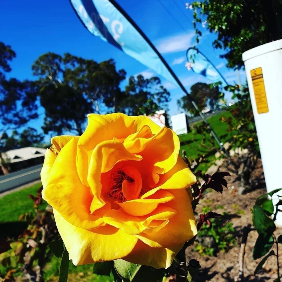 Close-up of a Vibrant Yellow Rose in Full Bloom Against a Background of Green Trees — Hunter Valley Plant Market in Nulkaba, NSW