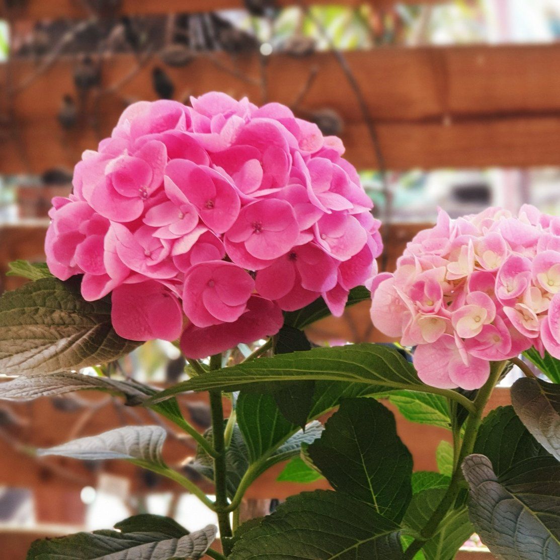 A Bunch of Pink Flowers Are Growing on A Plant — Hunter Valley Plant Market in Nulkaba, NSW