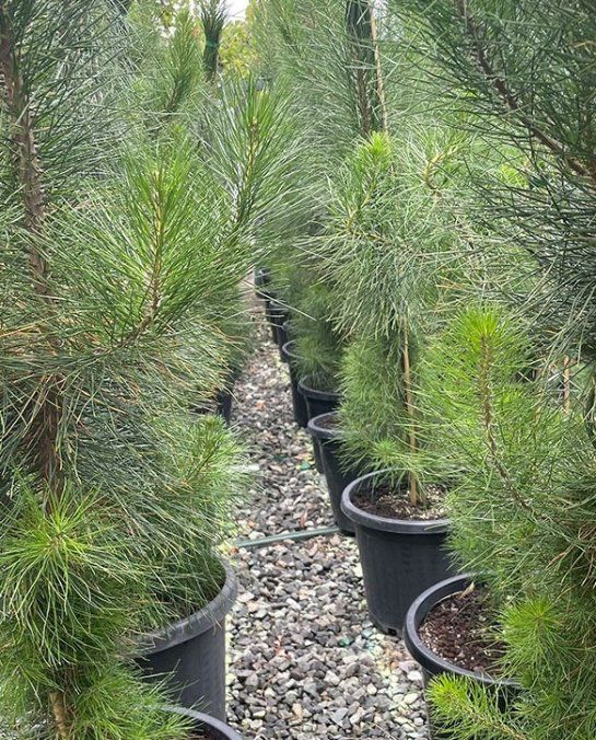 A Row of Pine Trees in Black Pots on A Gravel Path — Hunter Valley Plant Market in Nulkaba, NSW