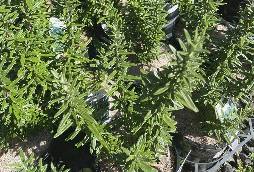 A Bunch of Potted Plants with Green Leaves Are Sitting on A Table — Hunter Valley Plant Market in Nulkaba, NSW