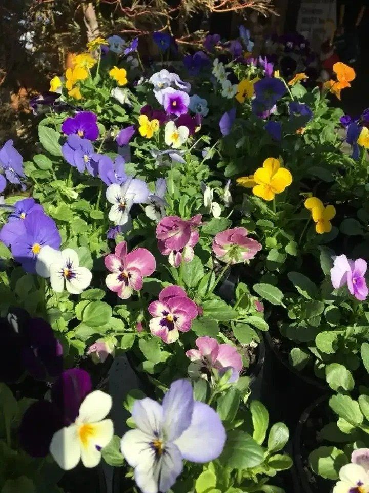 A Bunch of Different Colored Flowers Are Growing in A Garden — Hunter Valley Plant Market in Nulkaba, NSW