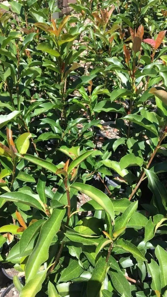 A Bunch of Plants with Green Leaves Are Growing in A Garden — Hunter Valley Plant Market in Nulkaba, NSW