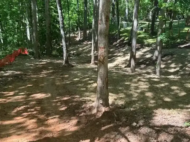 Wooded trail with sunlit dirt path, trees, and patches of shade in a forest.