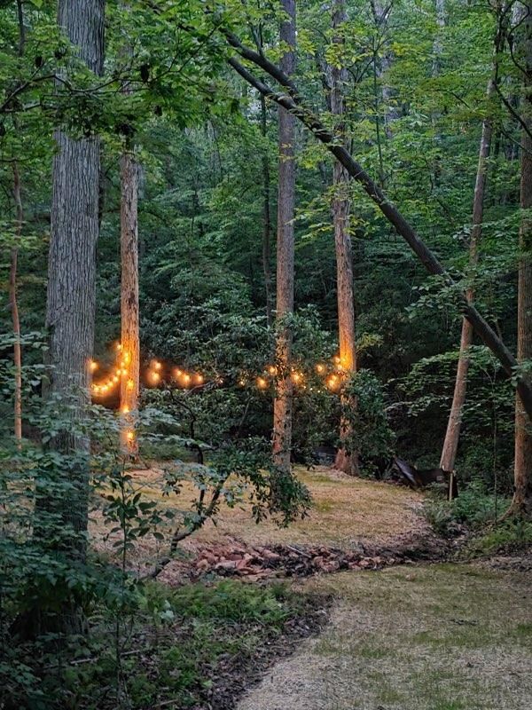Forest clearing with glowing string lights among tall trees at dusk