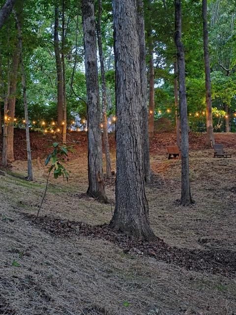 Wooded hillside at dusk with tall trees and warm string lights in the background