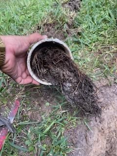 Hand holding a white pipe filled with roots and soil, with dirt spilling onto grass.
