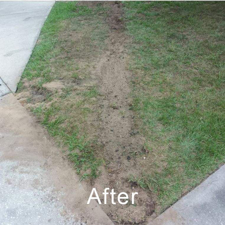 A worn dirt path cuts through a grassy yard beside a concrete sidewalk.