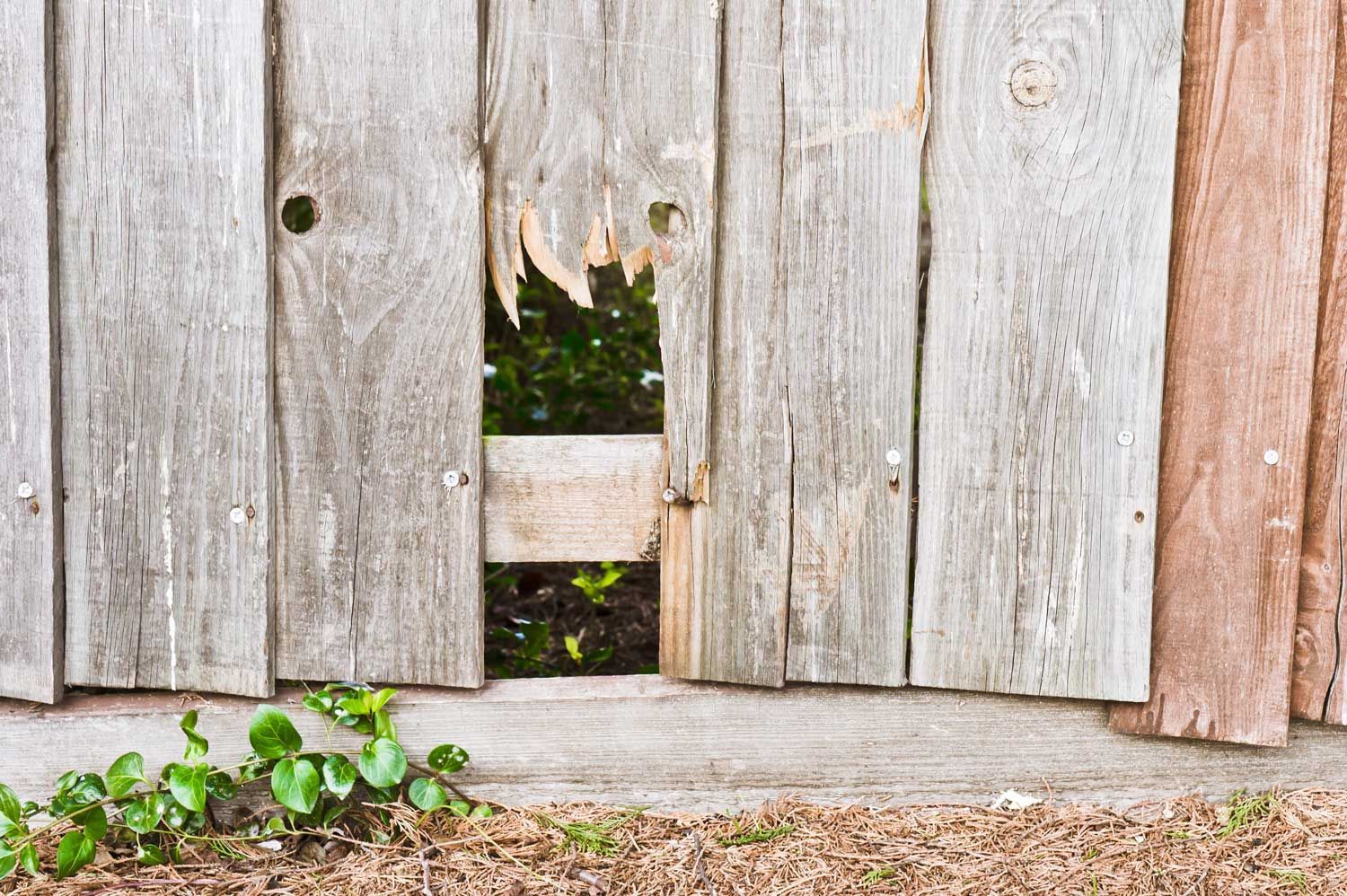 Weathered wooden fence with broken and splintered pickets showing visible damage needing repair work Weathered wooden fence with broken and splintered pickets showing visible damage needing repair work