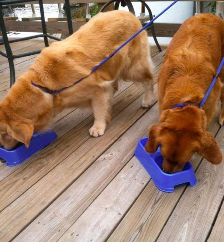 Two dogs on leashes eating from blue bowls on a wooden deck