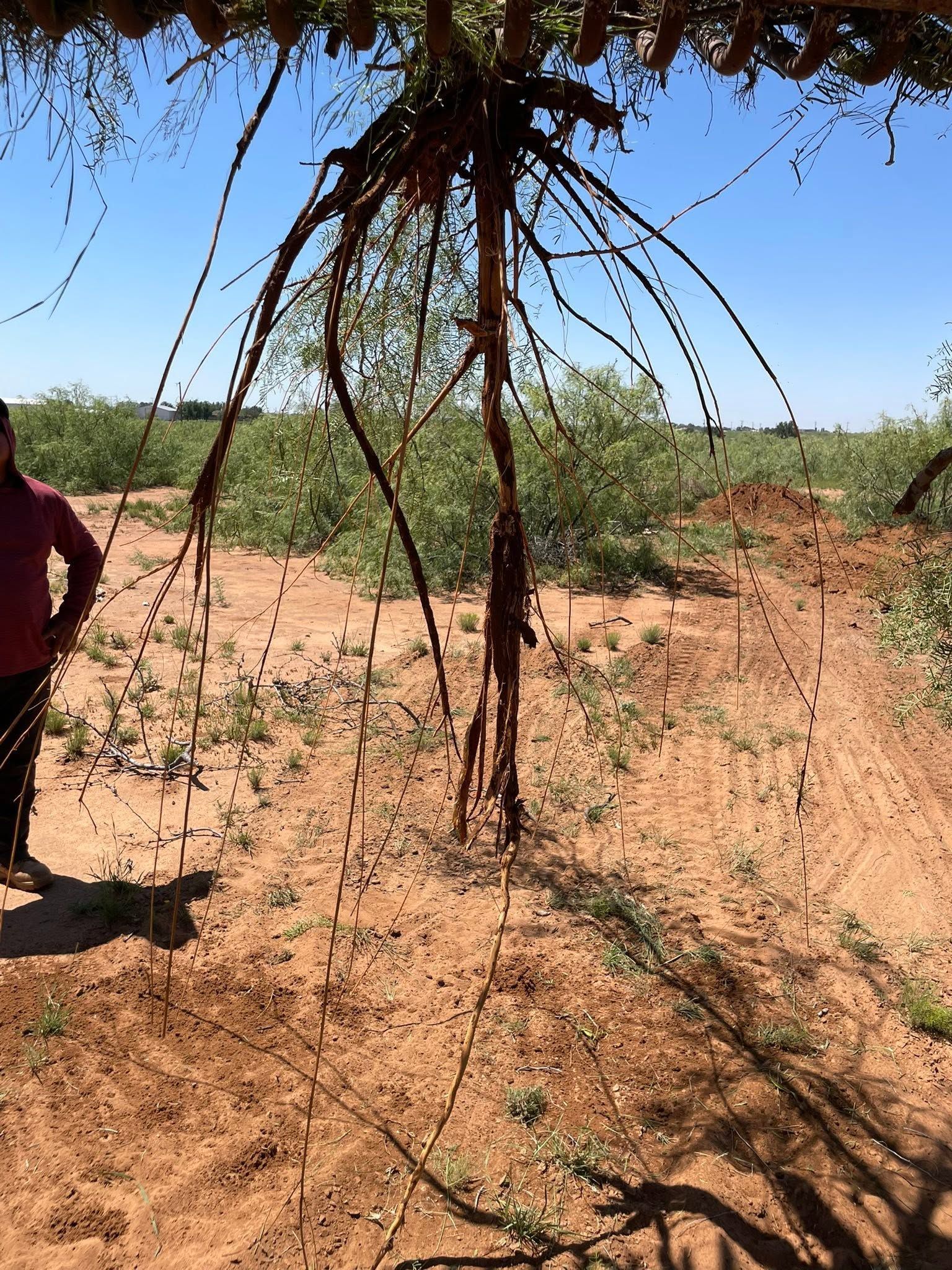 Dry, sandy rural landscape with a person standing at left under a tree branch, sparse shrubs in the background