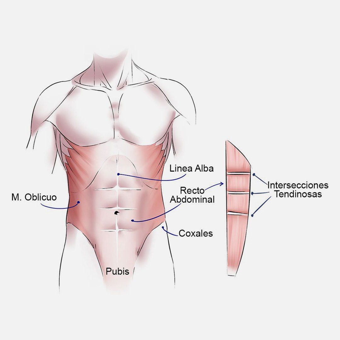 Diagrama de músculos abdominales humanos etiquetados con términos en español.