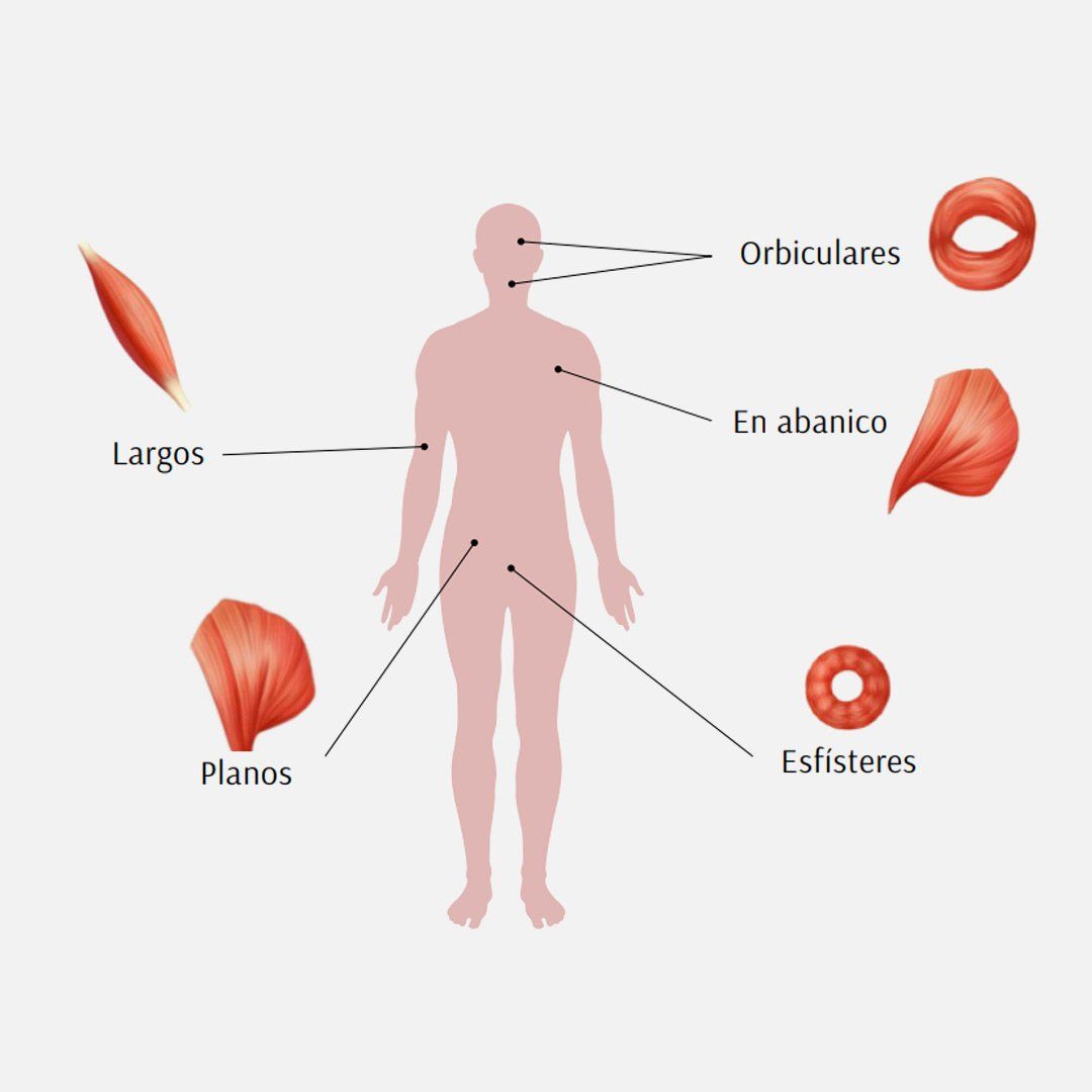 Figura humana con formas musculares etiquetadas: orbicular, largo, en abanico, plano y esfínter.