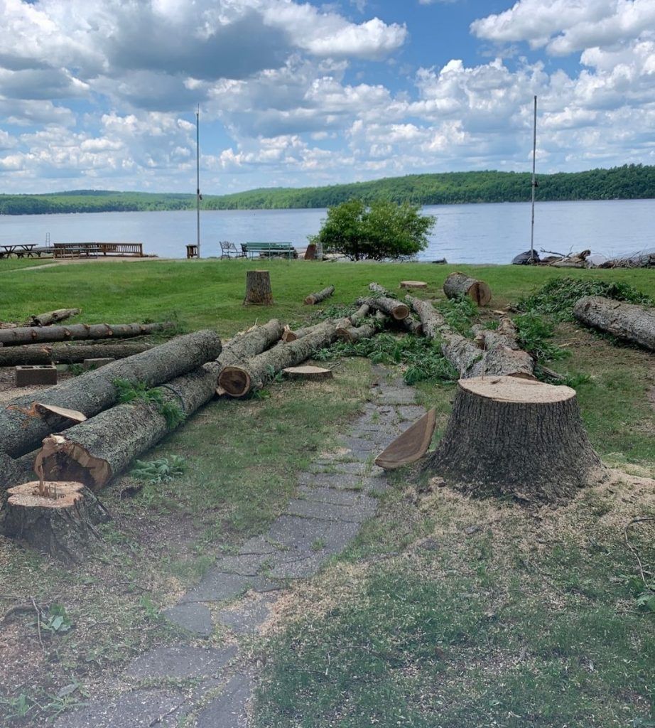 Tree Services | Precision Tree | Scranton, Mount Pocono & Madison Twp, PA