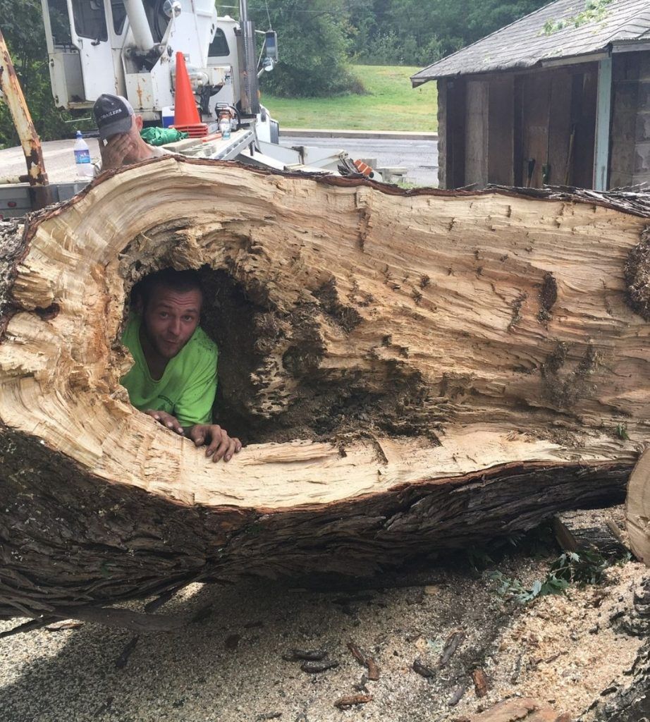 A man is looking out of a hole in a tree trunk.