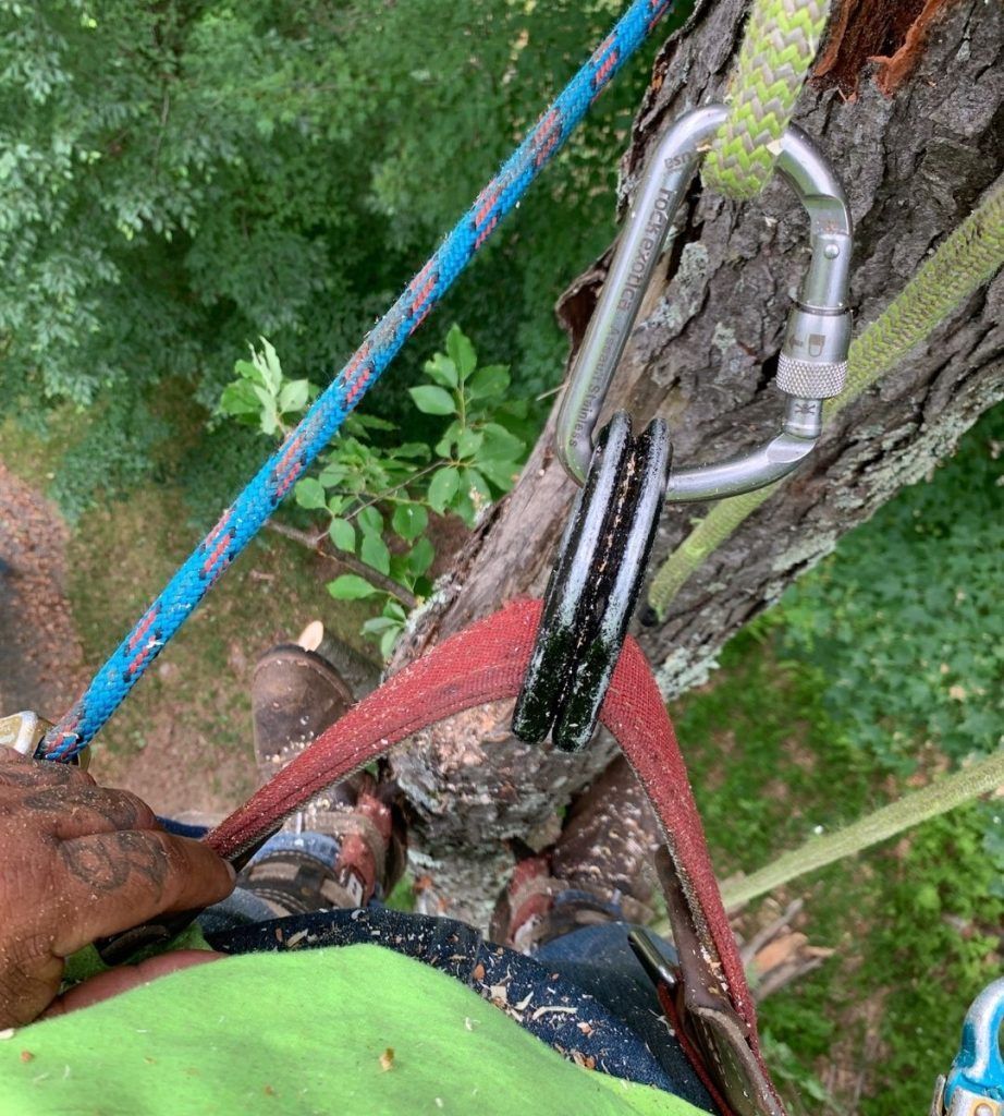 A person is climbing a tree with a carabiner attached to it.