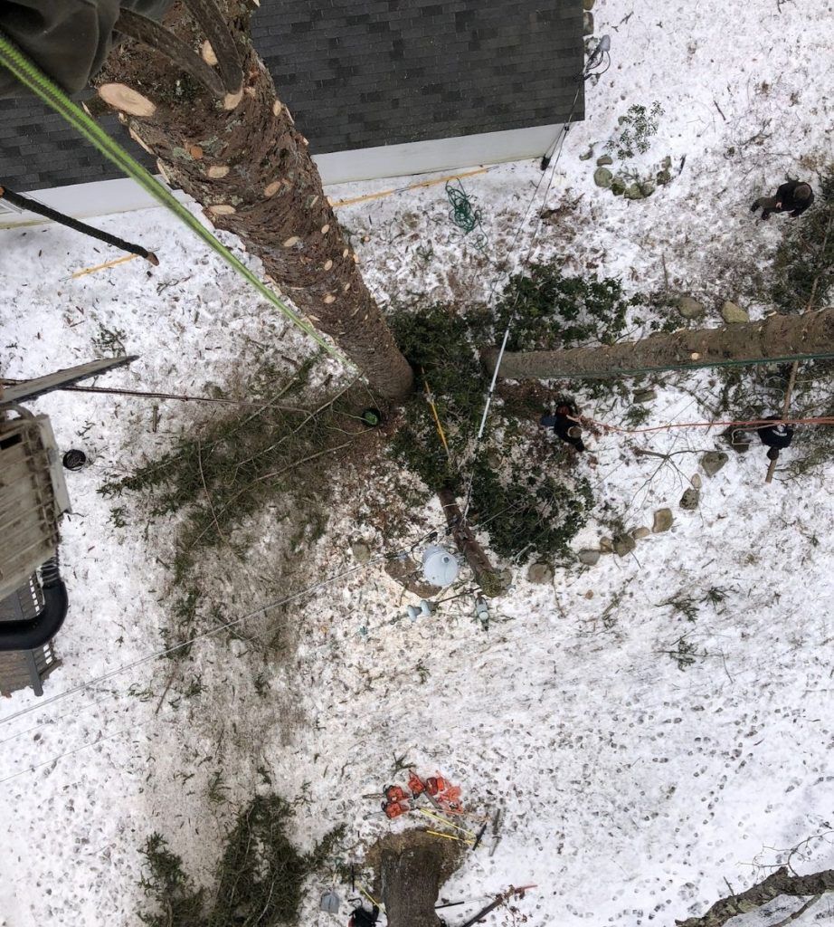 An aerial view of a tree being cut down in the snow.