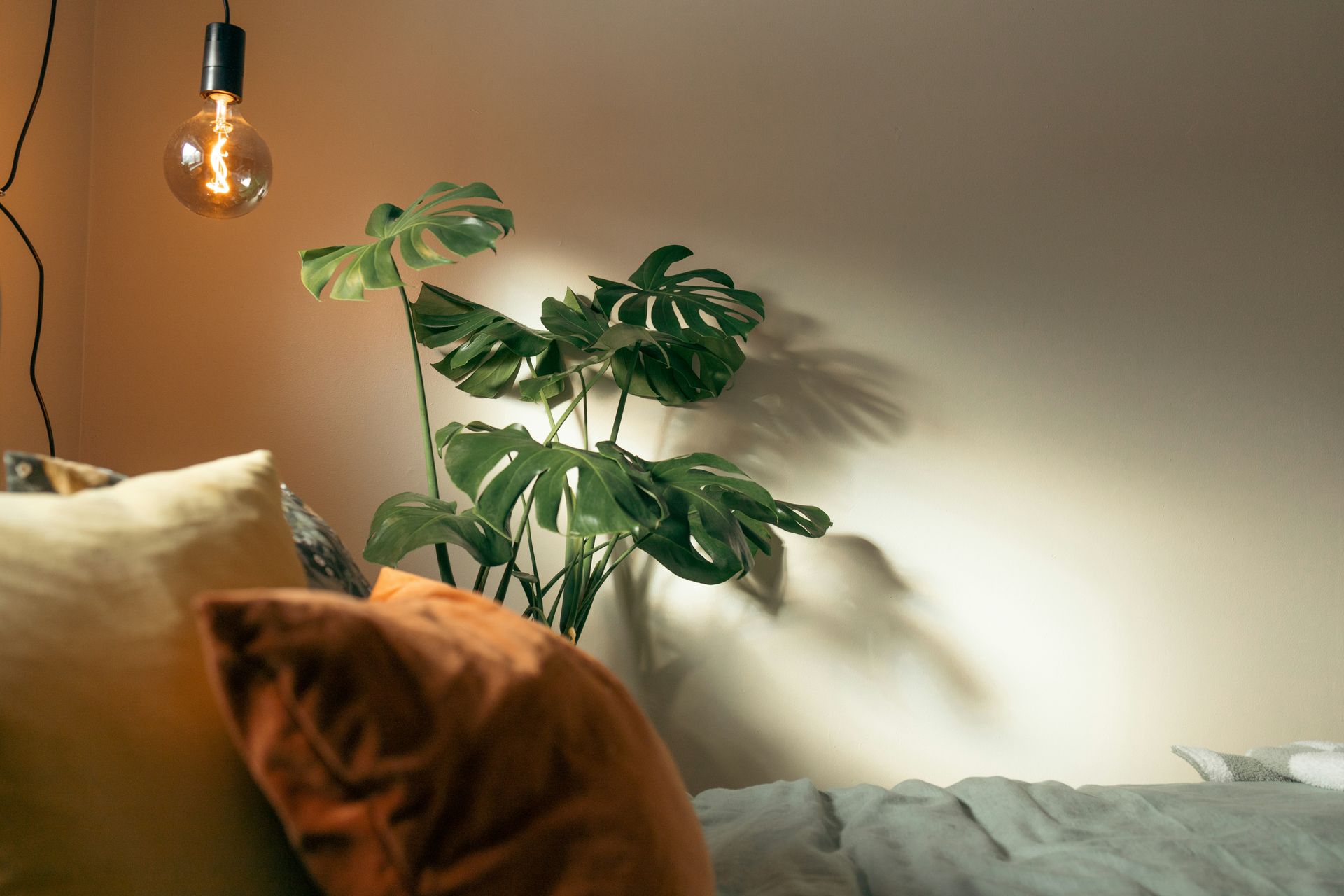 Cozy bedroom corner with hanging bulb, large green plant, and a cat on a bed in warm sunlight