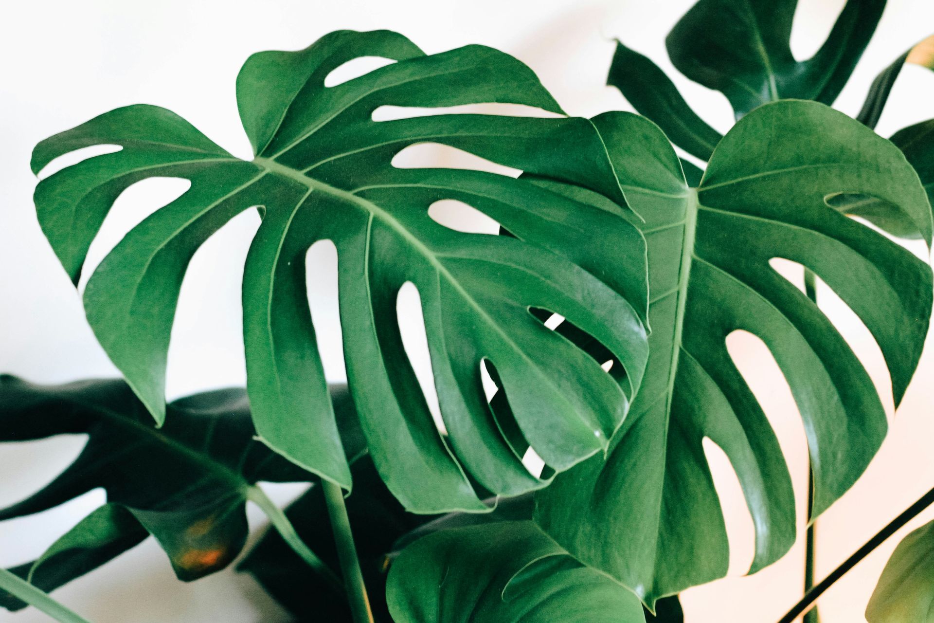 Green monstera leaves with split, glossy foliage against a light background