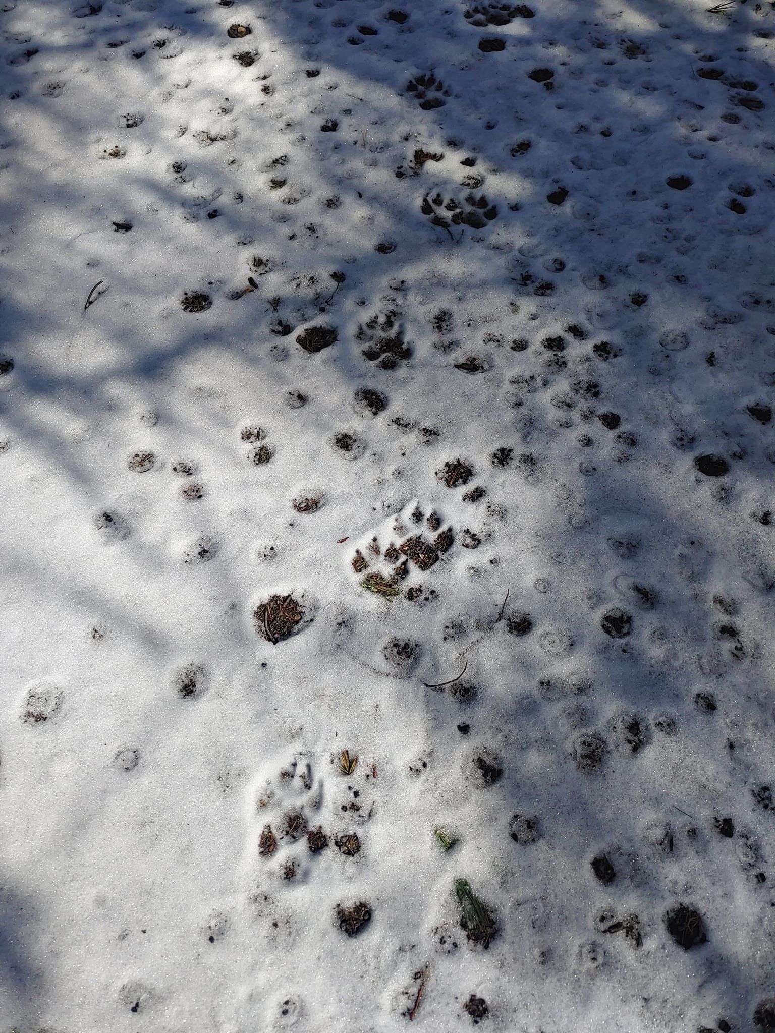 Snow-covered ground with many scattered animal paw prints and tracks