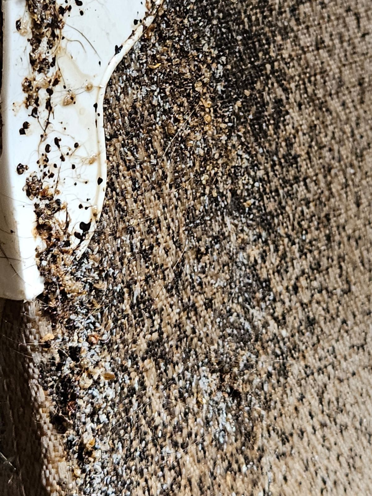 Close-up of a white wall with heavy dark mold or mildew spots along the edge