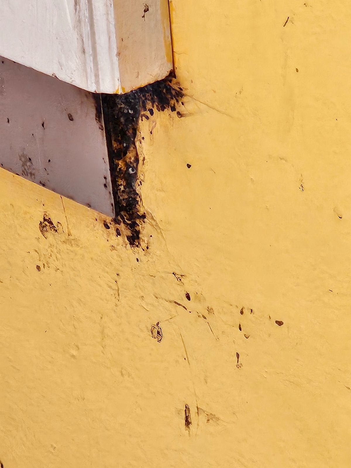 Close-up of a chipped white corner with black mildew on a yellow painted wall