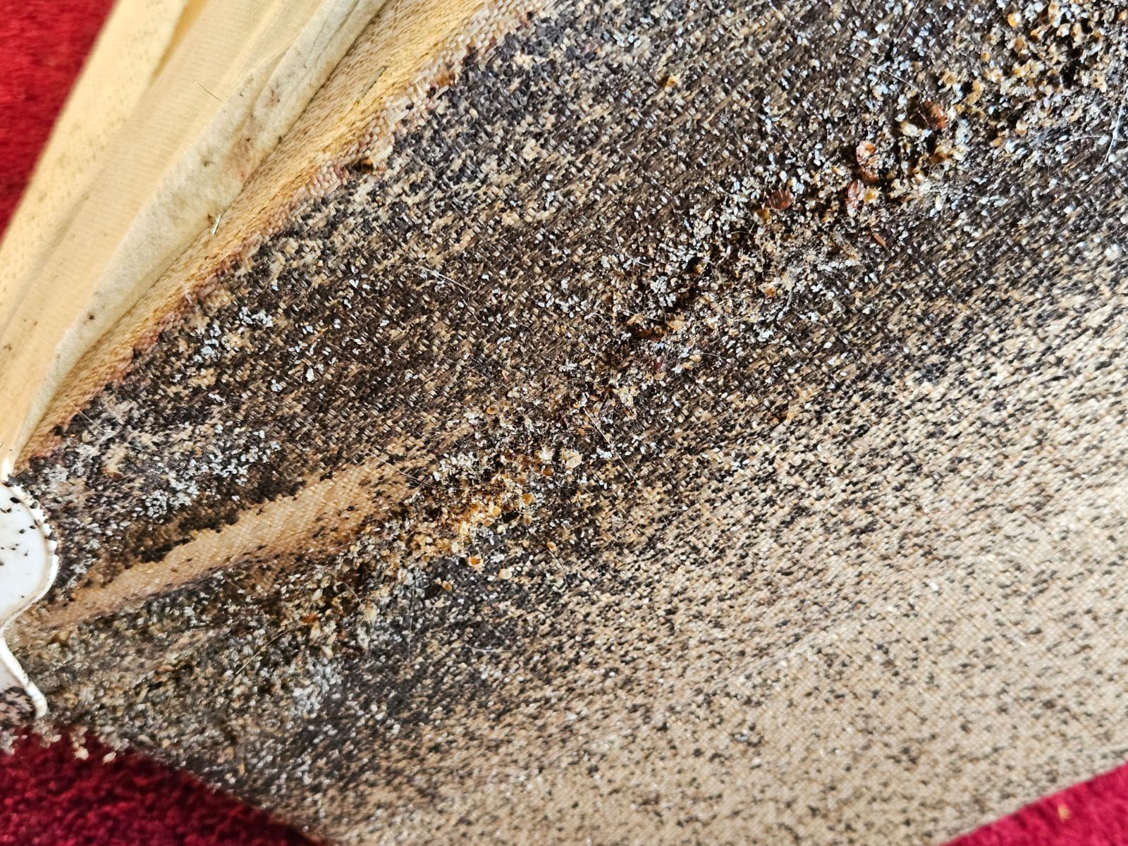 Close-up of a wall with heavy black mold or mildew near a corner and baseboard area