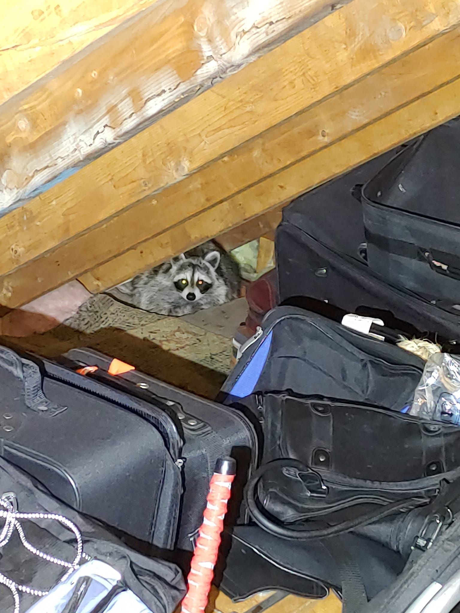 Raccoon peeks from a small opening beneath wooden beams amid stacked bags and luggage