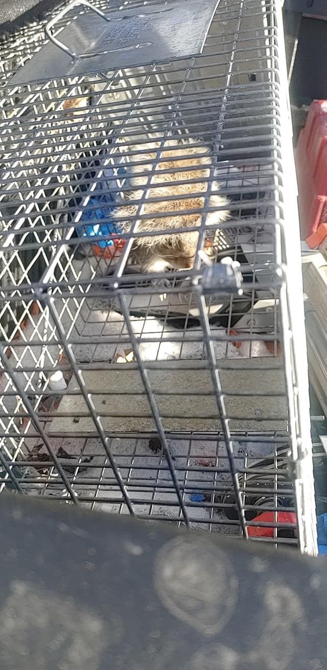 Shopping cart full of packaged groceries behind a metal rack fence