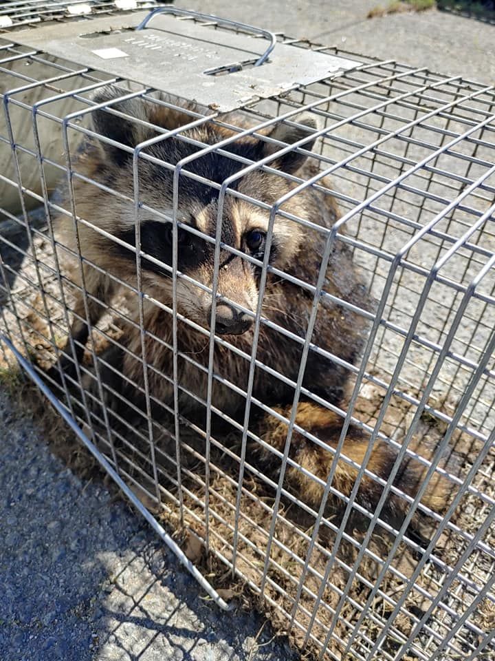 A raccoon trapped in a metal cage on pavement, looking out through the wire.