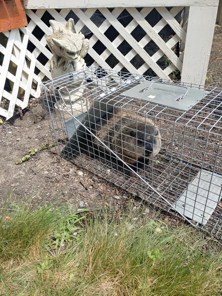 Raccoon trapped in a metal cage near a white lattice fence in a yard.