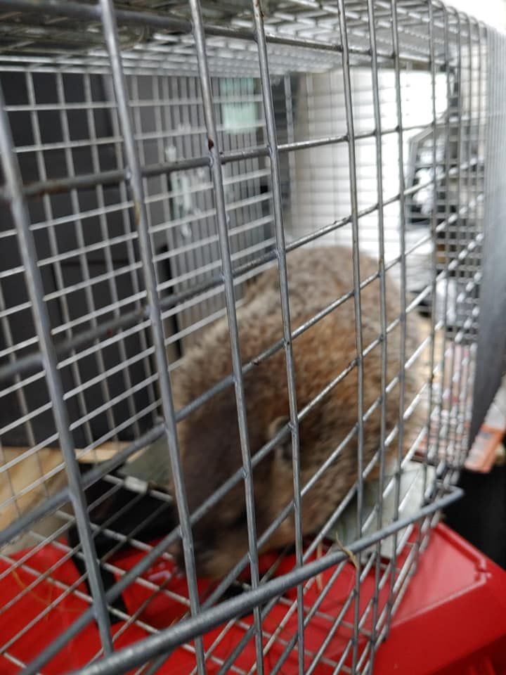 Brown rabbit inside a metal cage on a red tray