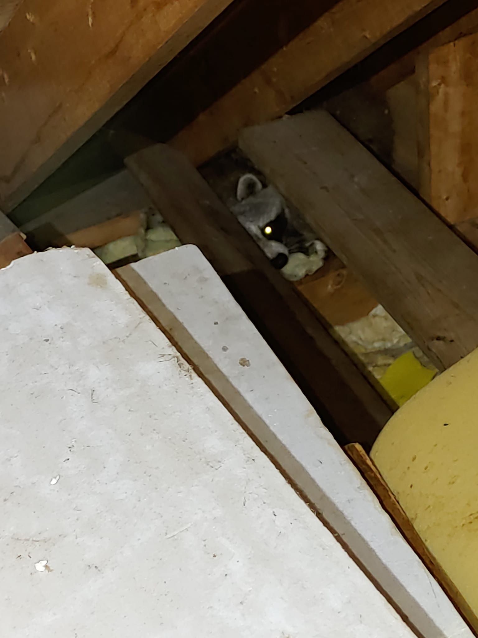 Small animal peeking between wooden beams in an attic, with white boards and a yellow object nearby