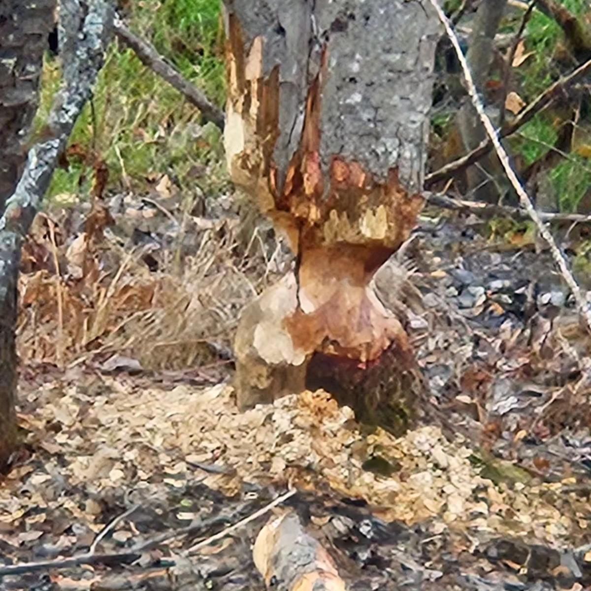 Broken tree trunk with exposed wood and bark in a wooded area, surrounded by fallen leaves
