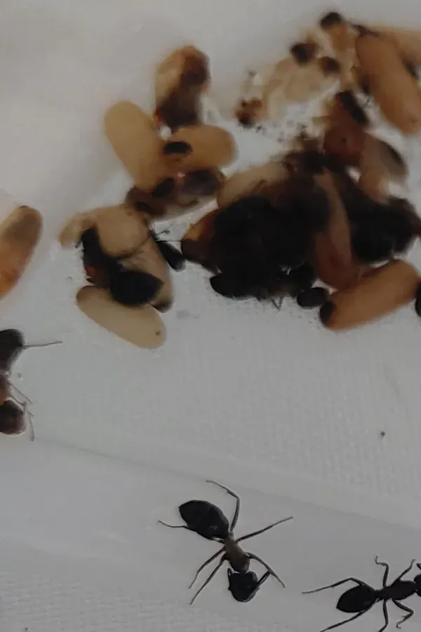 Dead insects on a white surface, with two black ants below them