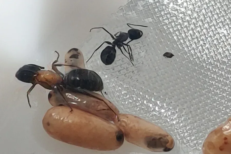 Two black ants on a clear plastic surface beside a tan pupa/cocoon