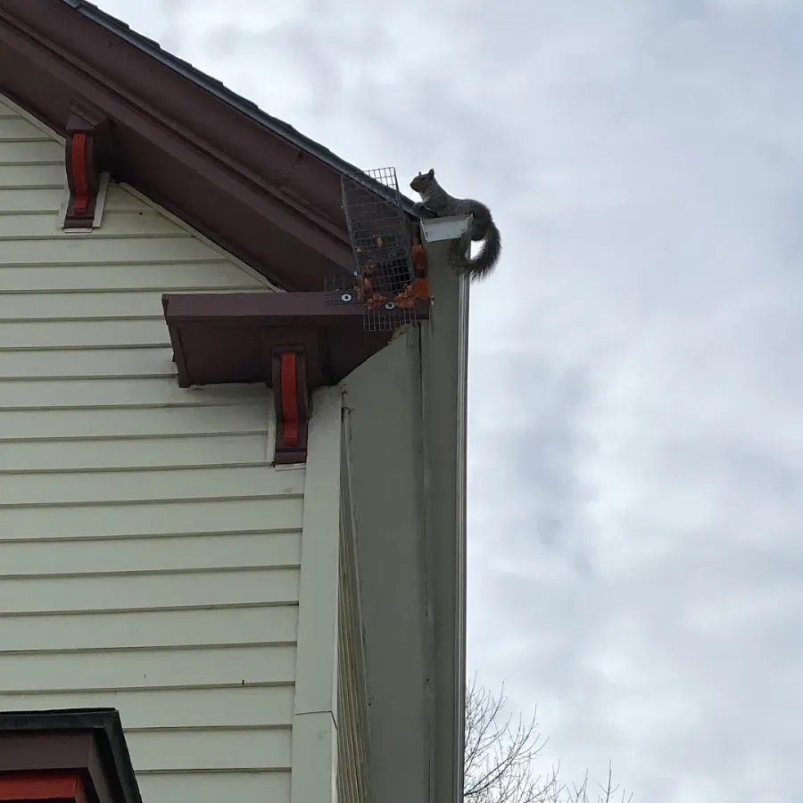Cat perched on a house roof gutter beside a white-sided wall and maroon eaves