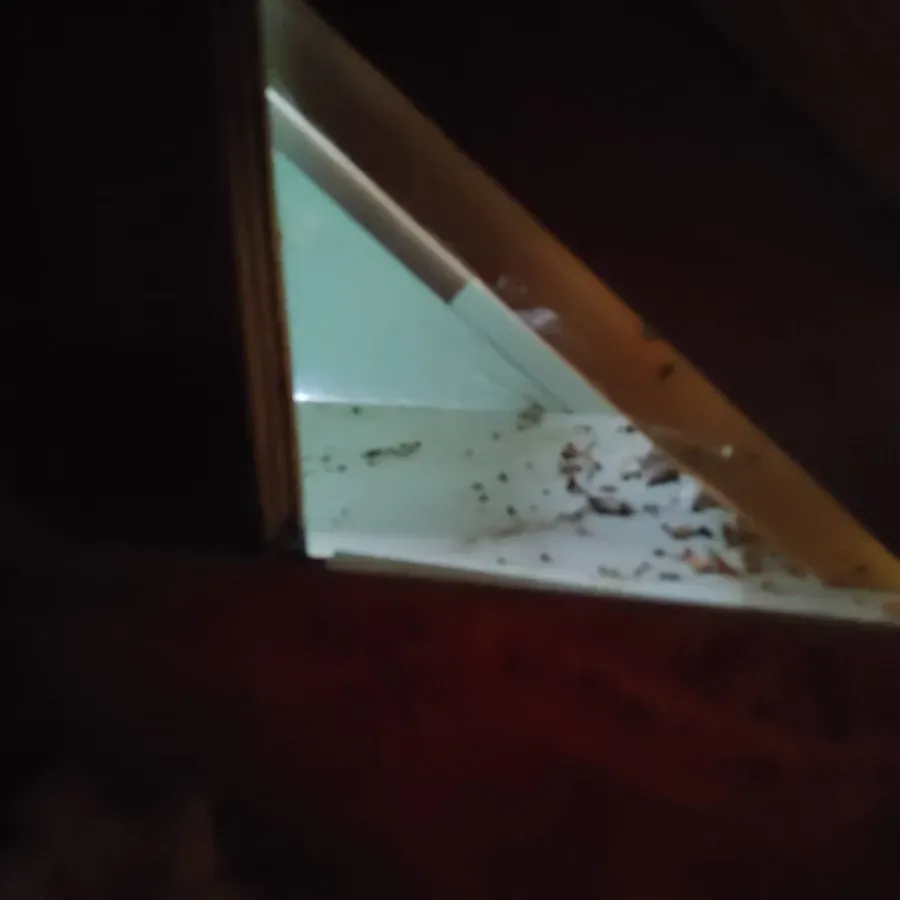 Dim indoor corner with a white triangular surface and scattered small black debris.