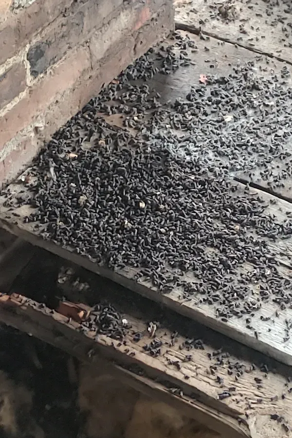 Black insects swarming on a dusty outdoor ledge beside a brick wall