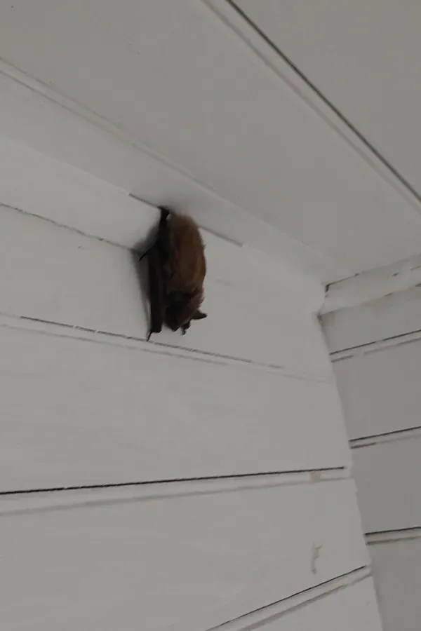 Brown bat roosting on a white wooden wall near the ceiling