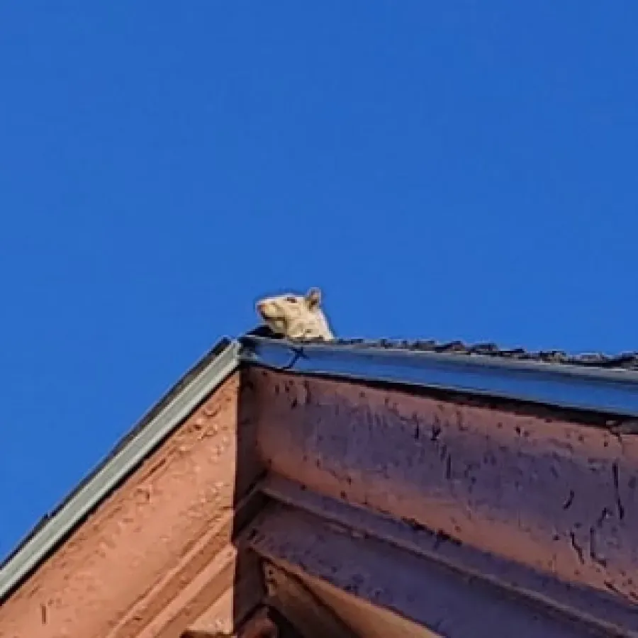 Small animal peeking over a rooftop against a clear blue sky