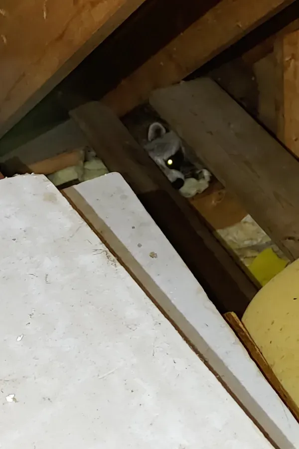 Small gray cat peeking through wooden floor boards in a dim attic space