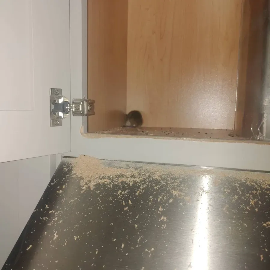 Small rodent peeking from a hole in a wooden panel above a metal surface